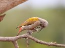 Grey Woodpecker